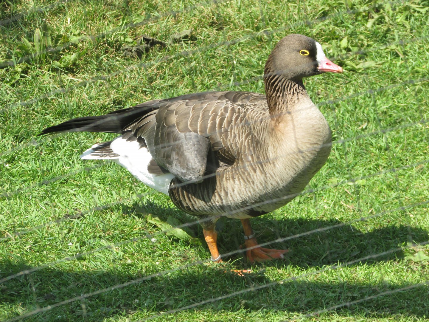 Fota Wildlife Park - Pink-footed goose