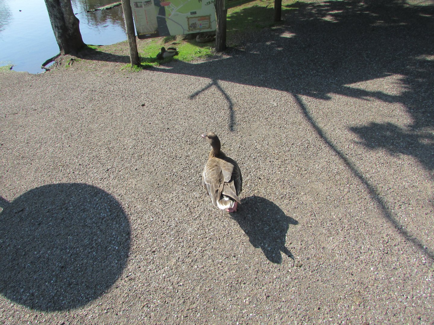 Fota Wildlife Park - Pink-footed goose