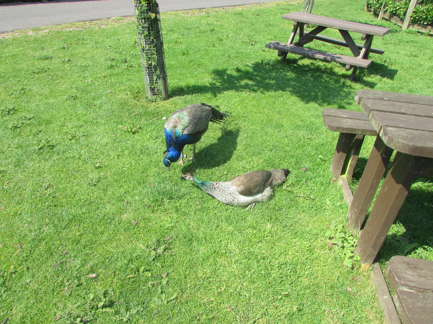 Fota Wildlife Park - Polite peafowl