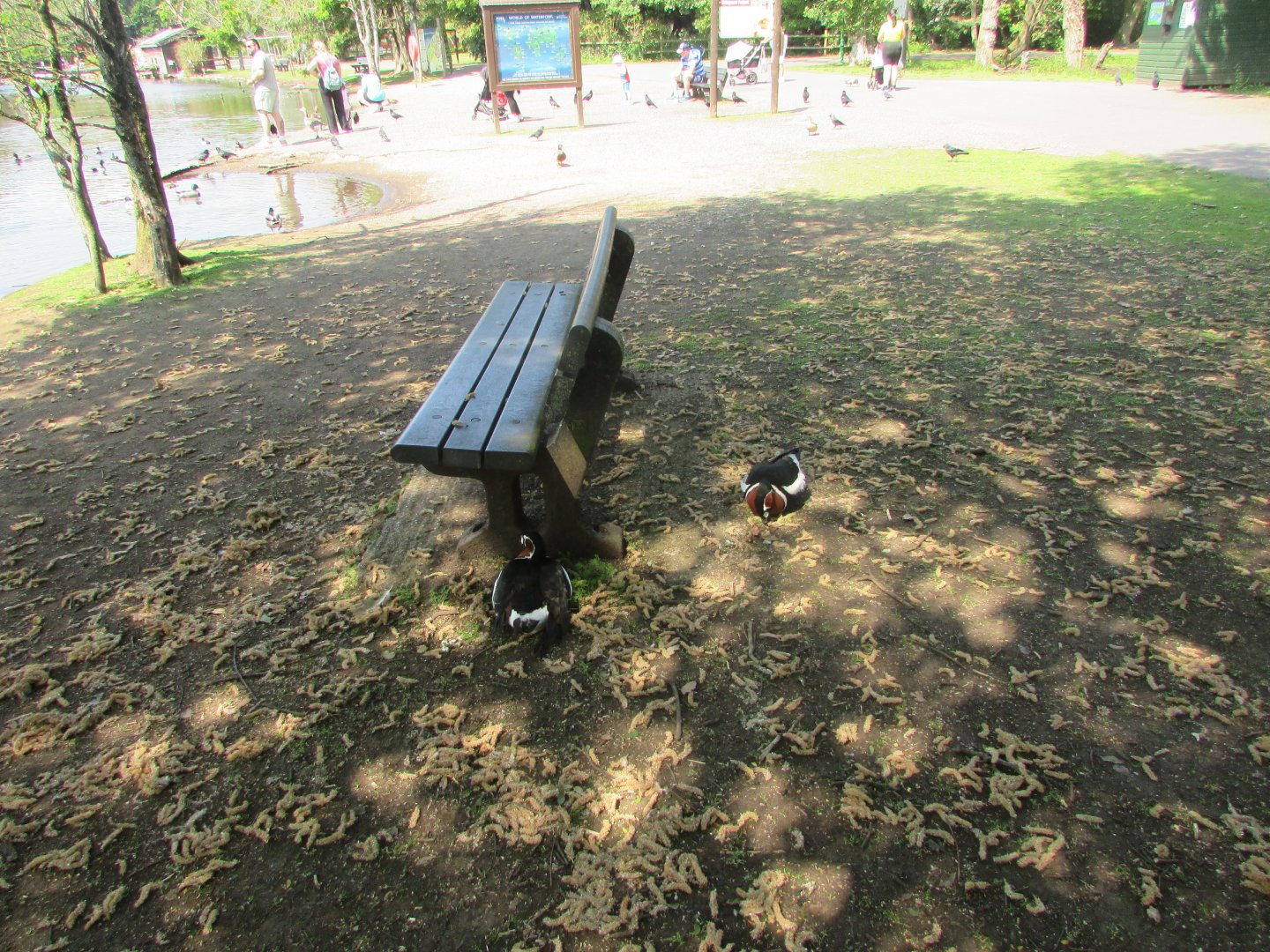 Fota Wildlife Park - Red-breasted geese