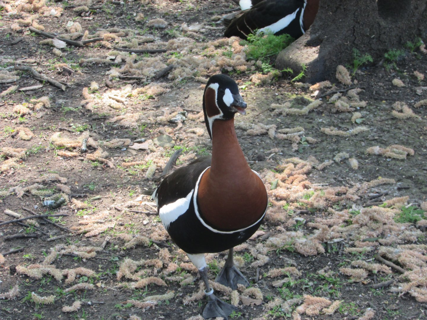 Fota Wildlife Park - Red-breasted goose