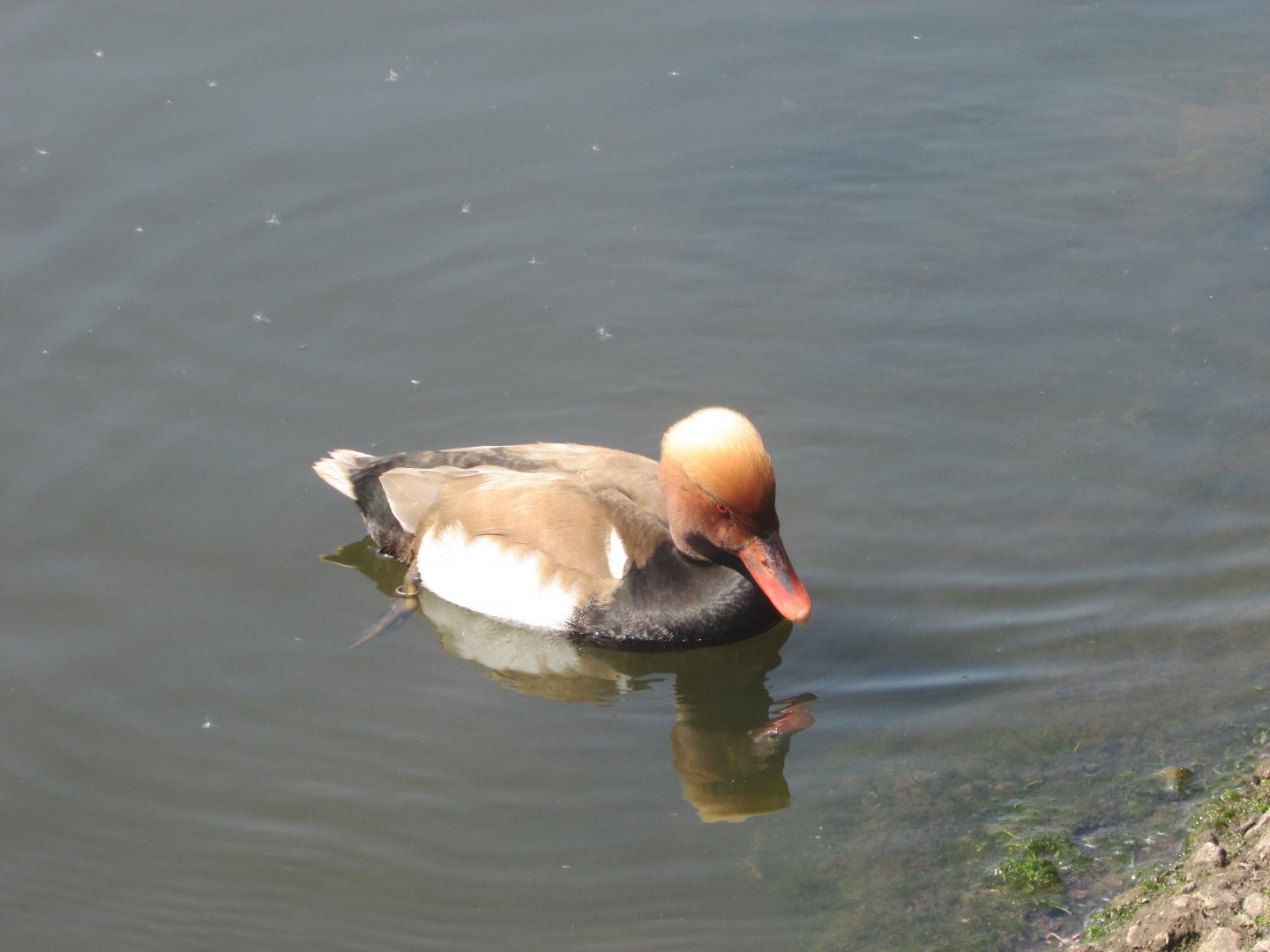 Fota Wildlife Park - Red-crested pochard