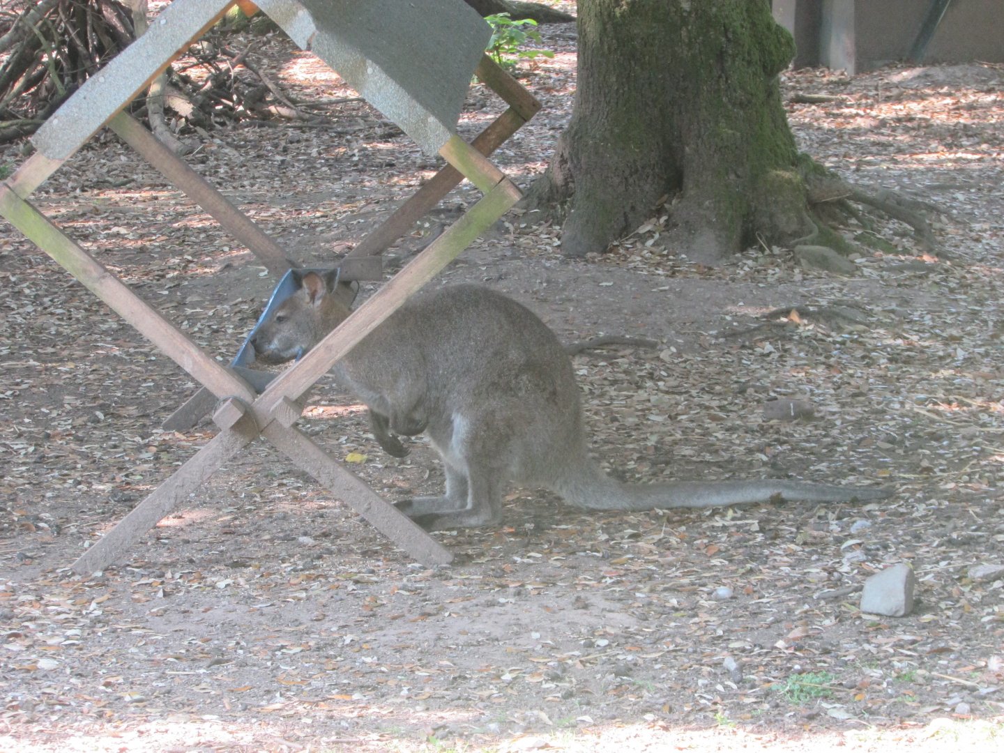 Fota Wildlife Park - Red-necked wallaby
