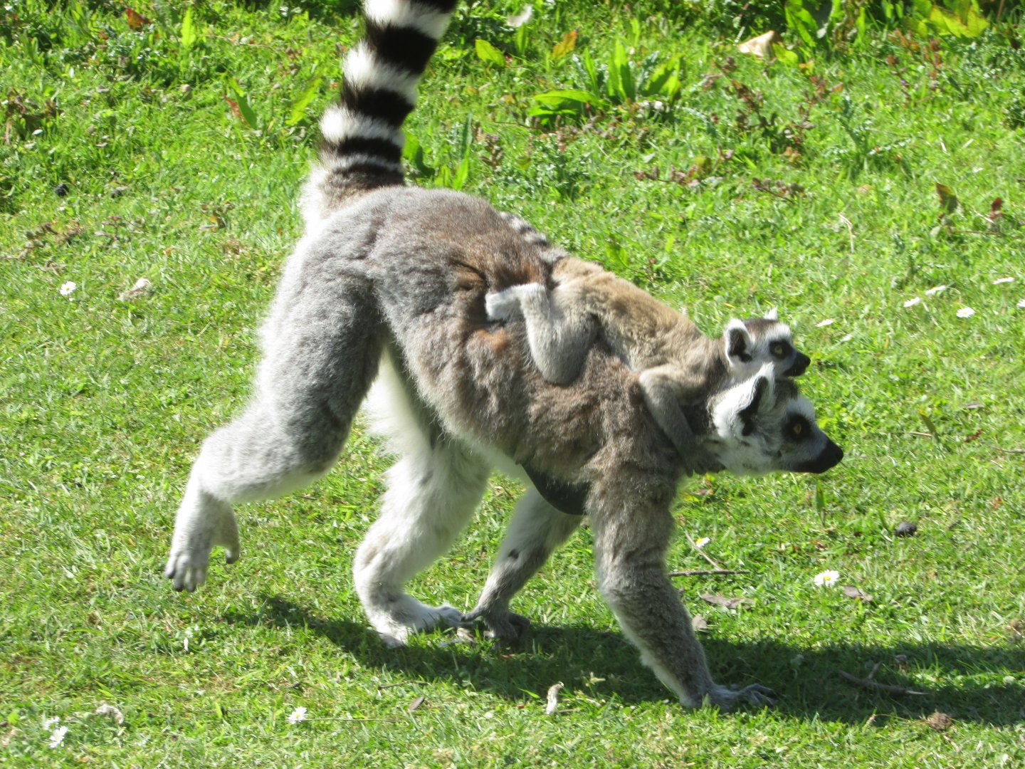 Fota Wildlife Park - Ring-tailed lemur with infant
