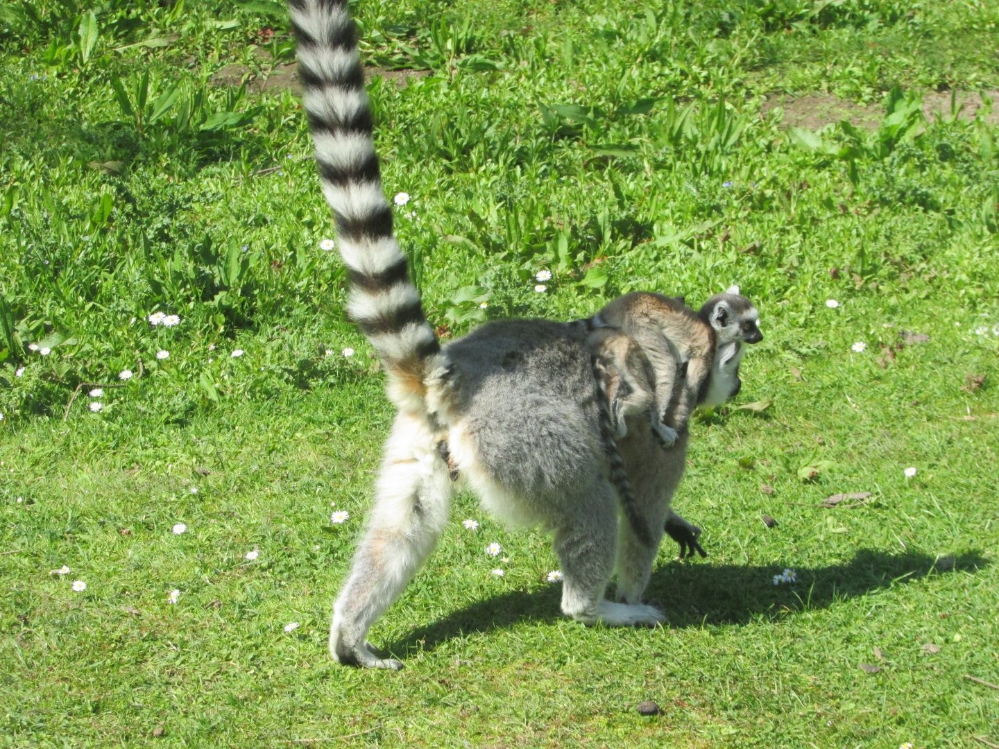 Fota Wildlife Park - Ring-tailed lemur with twins!
