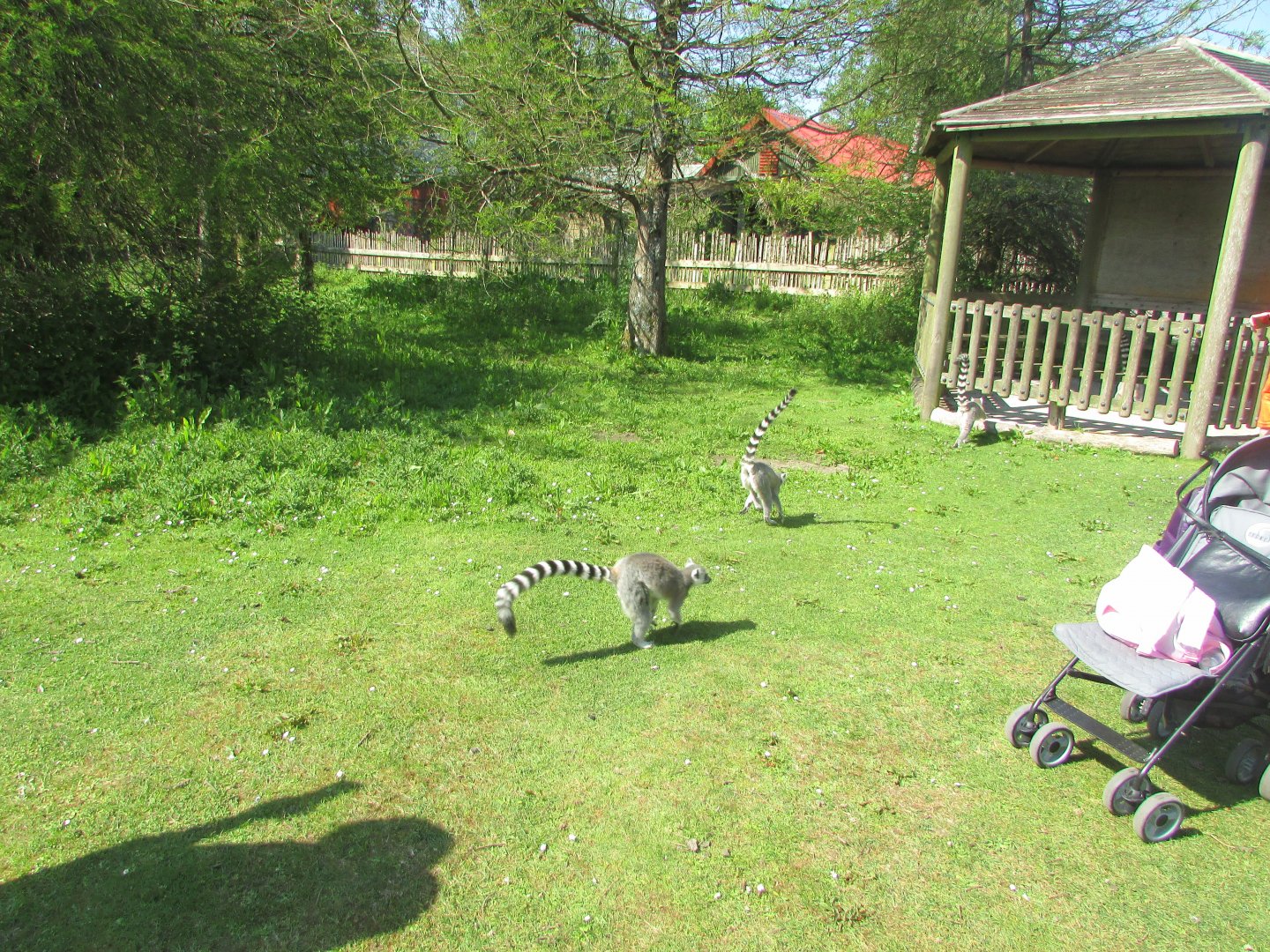 Fota Wildlife Park - Ring-tailed lemurs