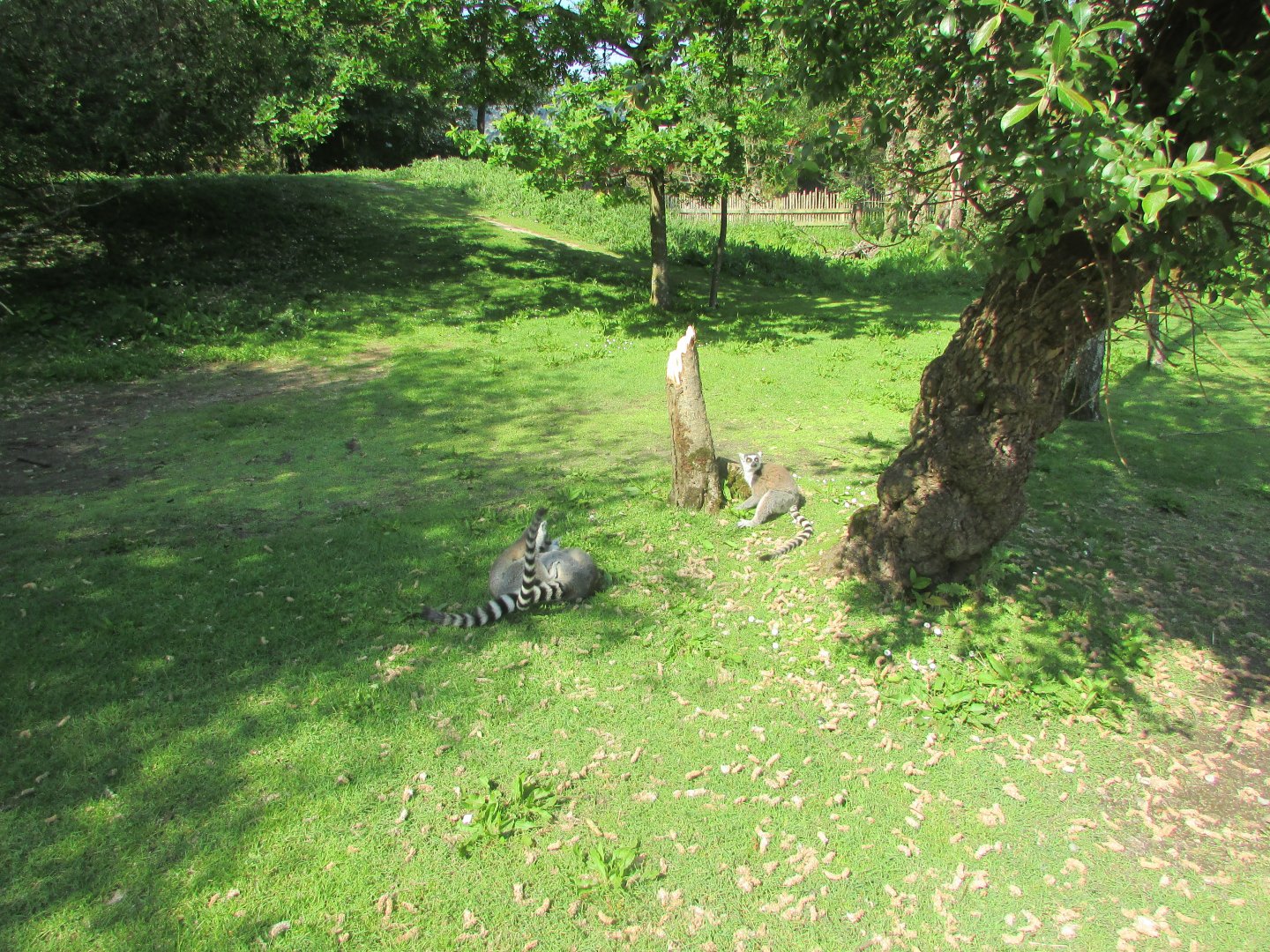 Fota Wildlife Park - Ring-tailed lemurs