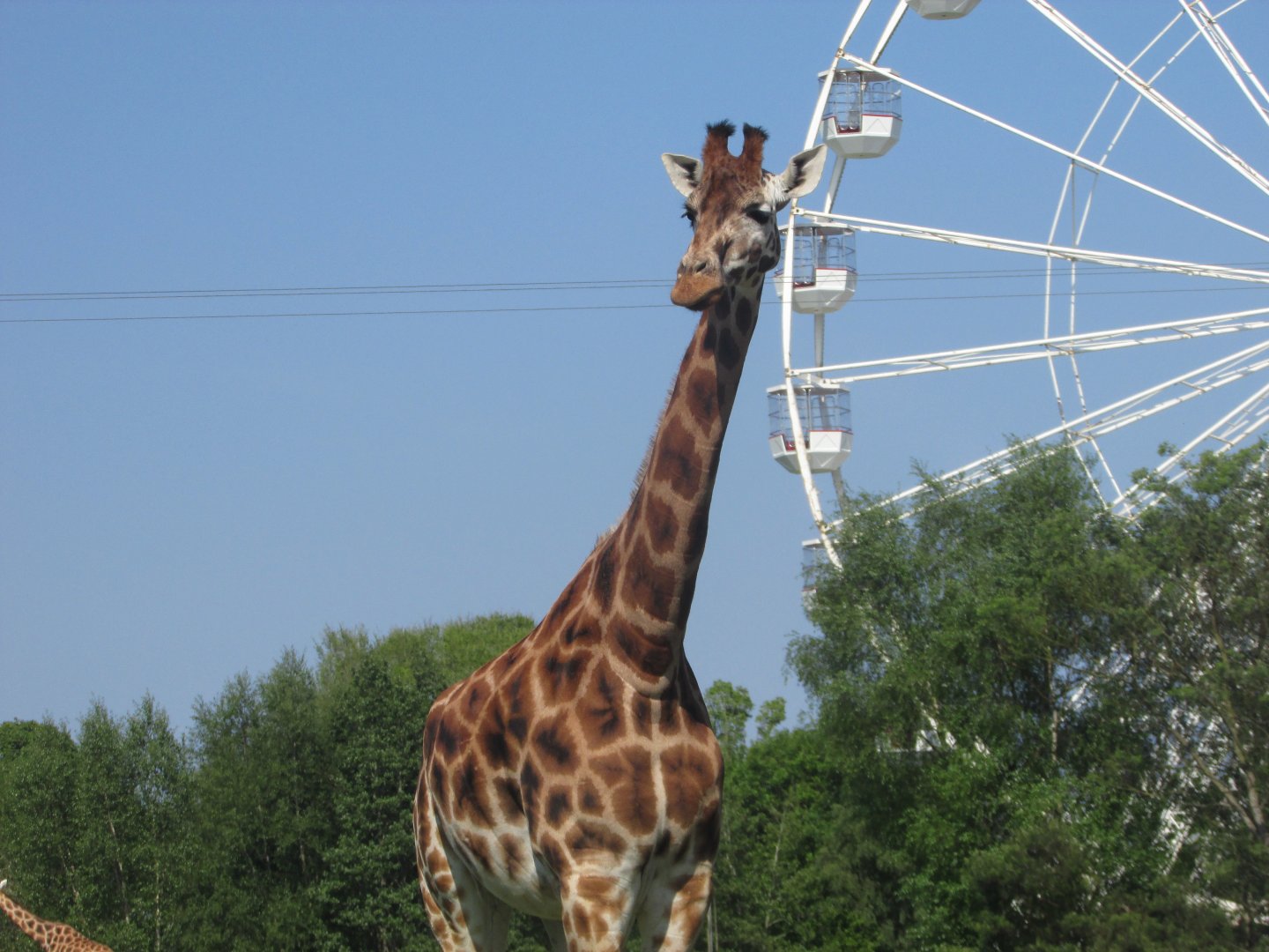 Fota Wildlife Park - Rothschild's giraffe and Ferris wheel