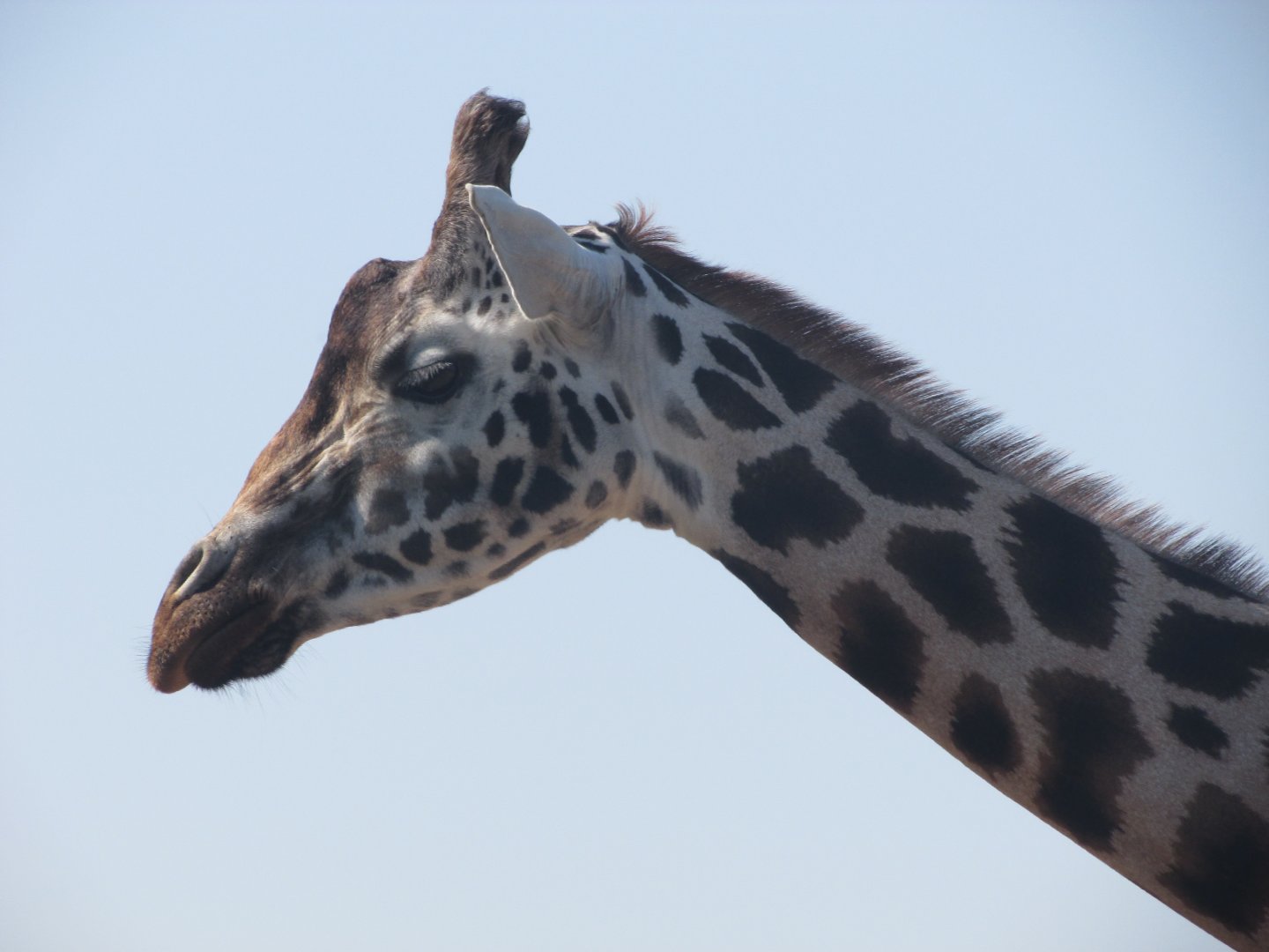 Fota Wildlife Park - Rothschild's giraffe close up