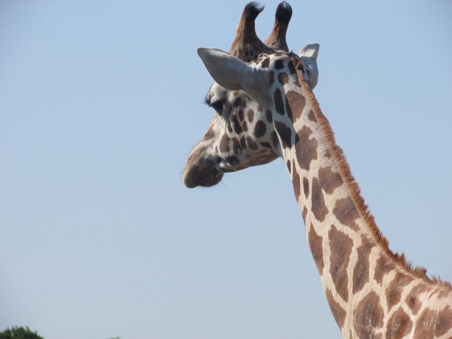 Fota Wildlife Park - Rothschild's giraffe close up