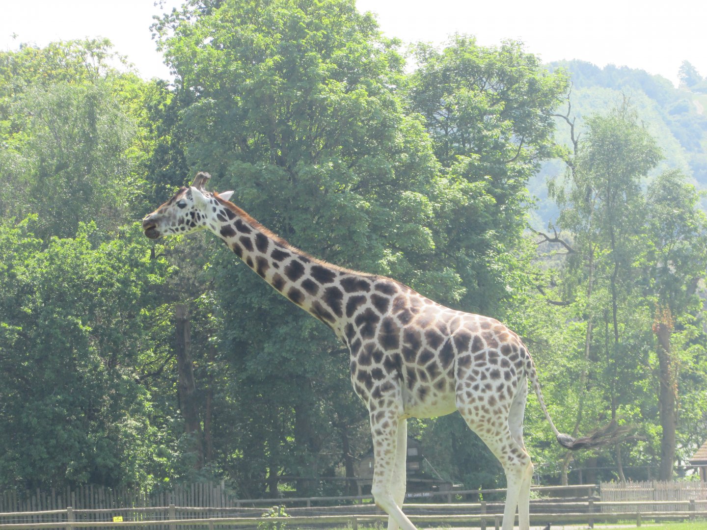 Fota Wildlife Park - Rothschild's giraffe
