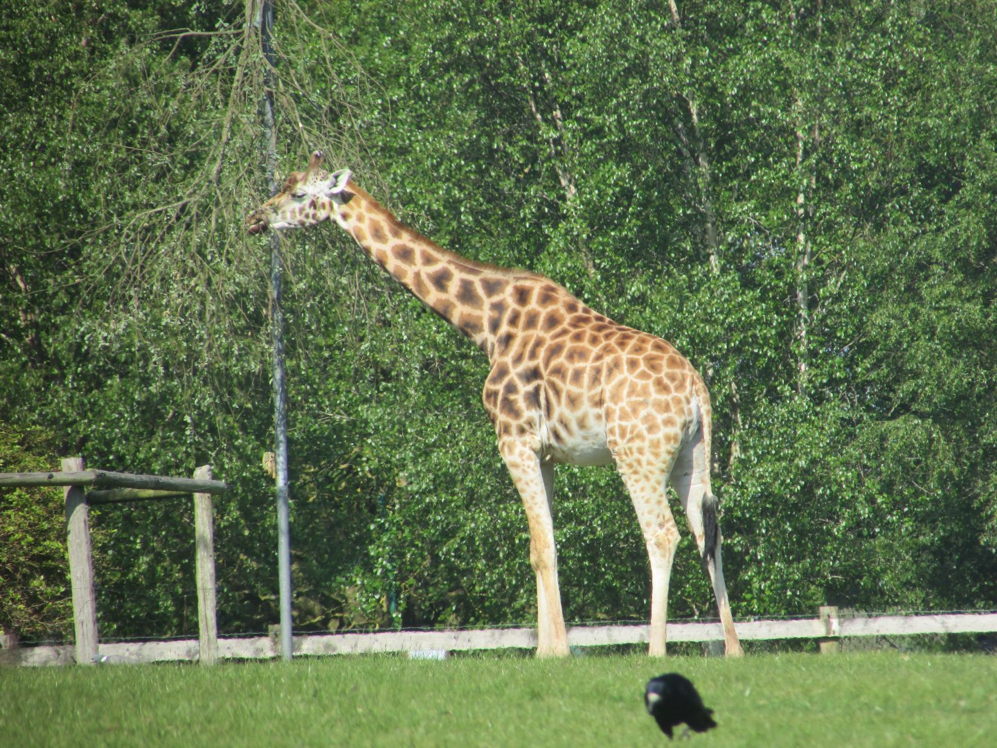 Fota Wildlife Park - Rothschild's giraffe