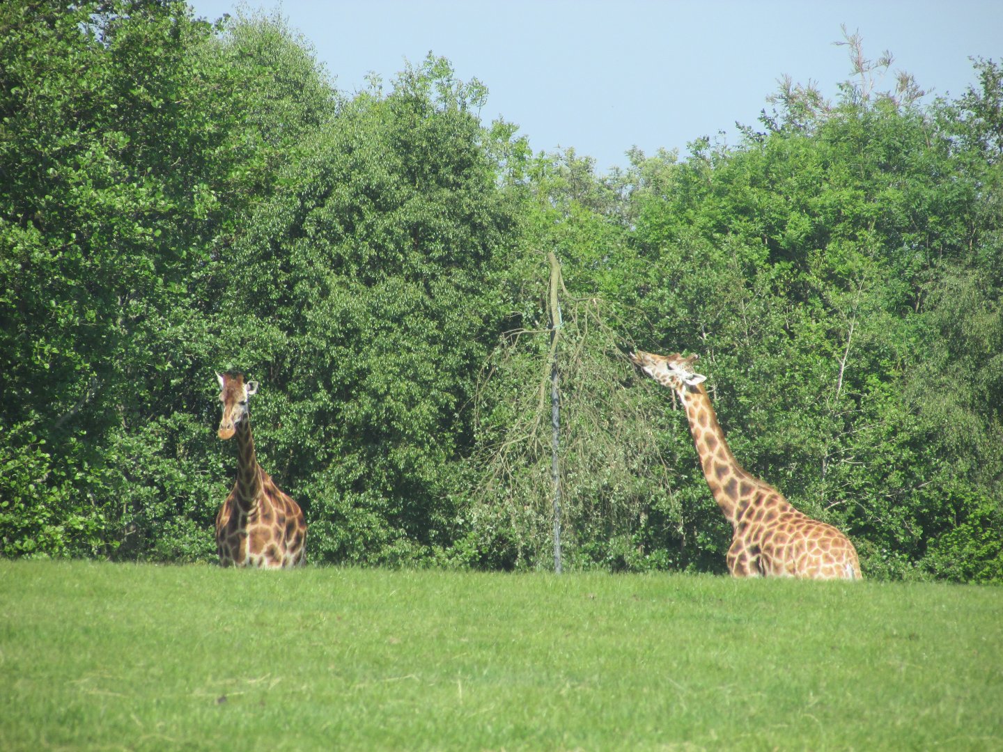 Fota Wildlife Park - Rothschild's giraffes