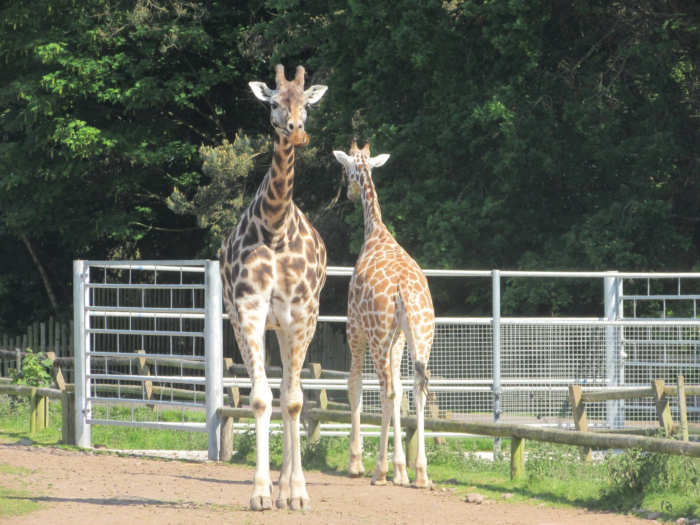 Fota Wildlife Park - Rothschild's giraffes