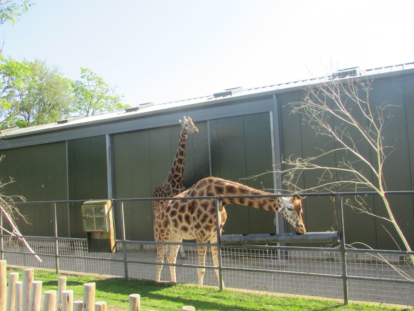 Fota Wildlife Park - Rothschild's giraffes