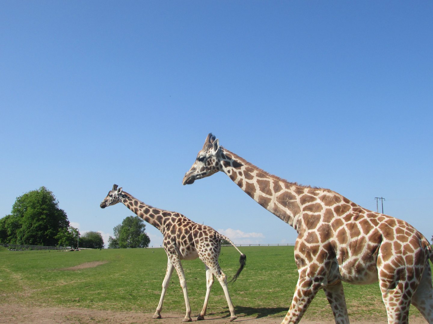 Fota Wildlife Park - Rothschild's giraffes