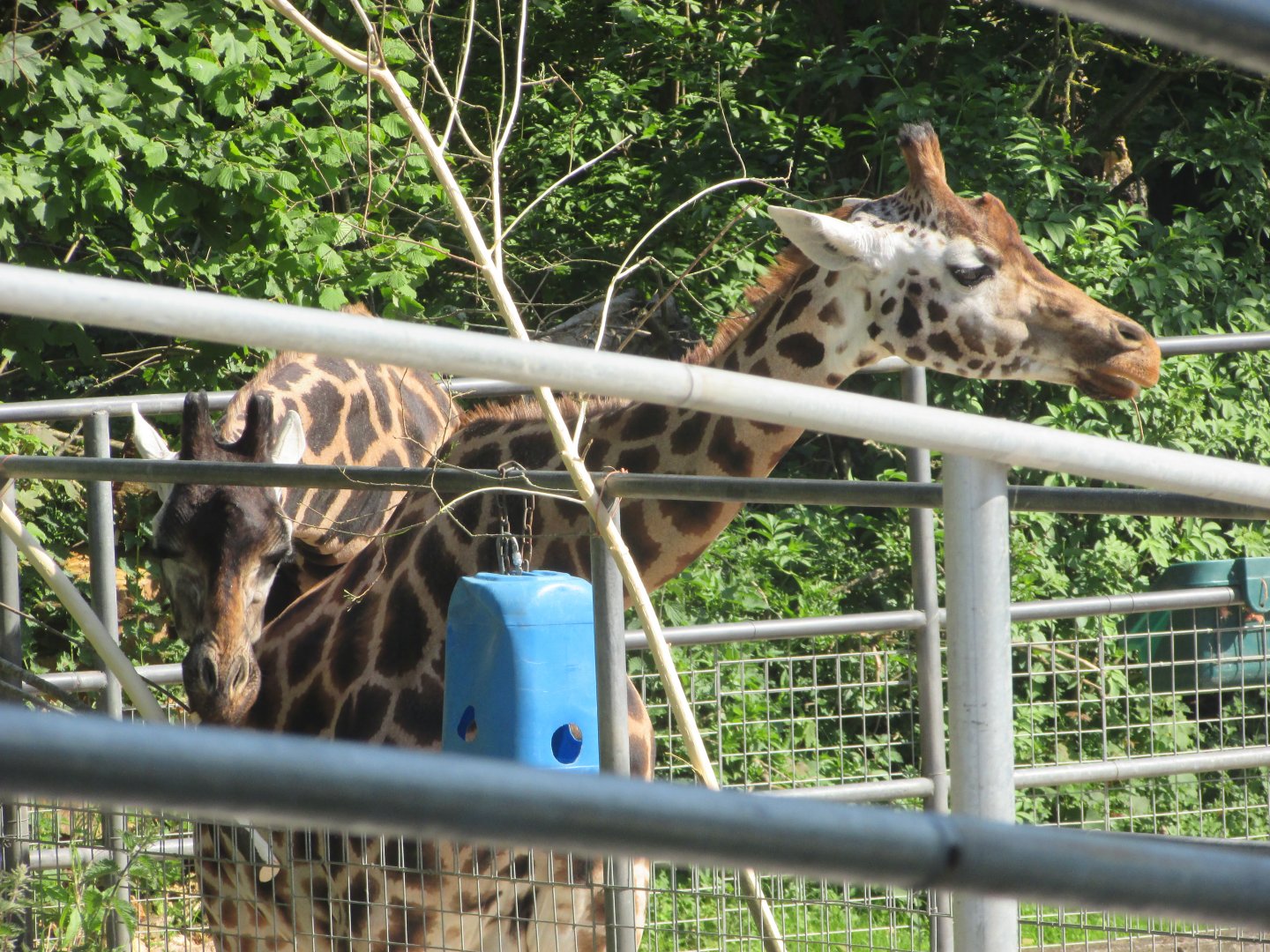 Fota Wildlife Park - Rothschild's giraffes