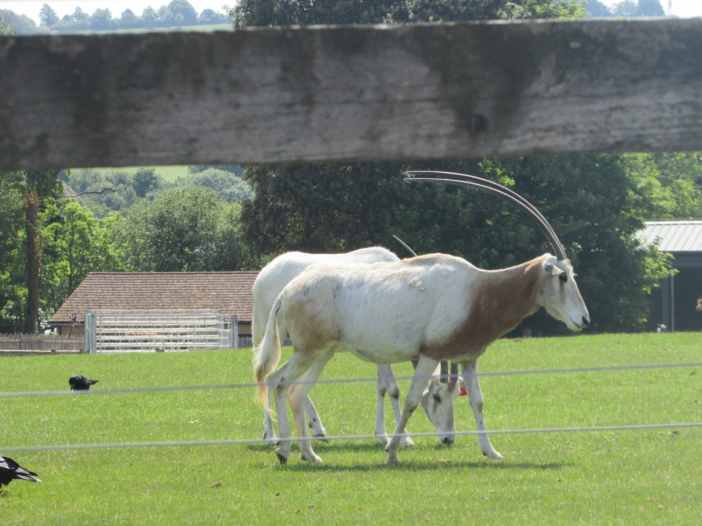 Fota Wildlife Park - Scimitar-horned oryx