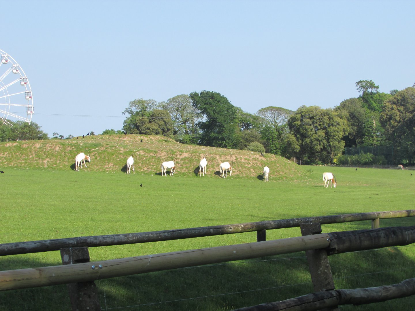 Fota Wildlife Park - Scimitar-horned oryx