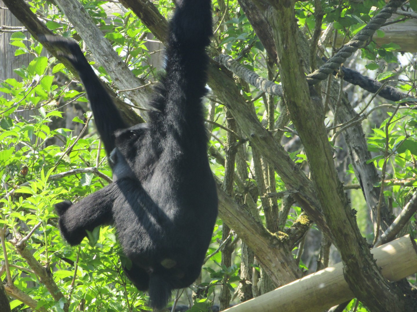 Fota Wildlife Park - Siamang