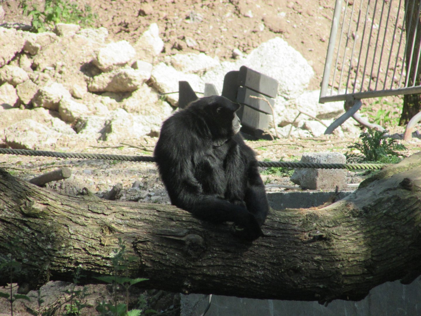 Fota Wildlife Park - Siamang