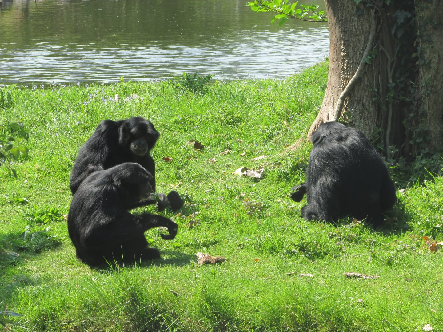 Fota Wildlife Park - Siamangs
