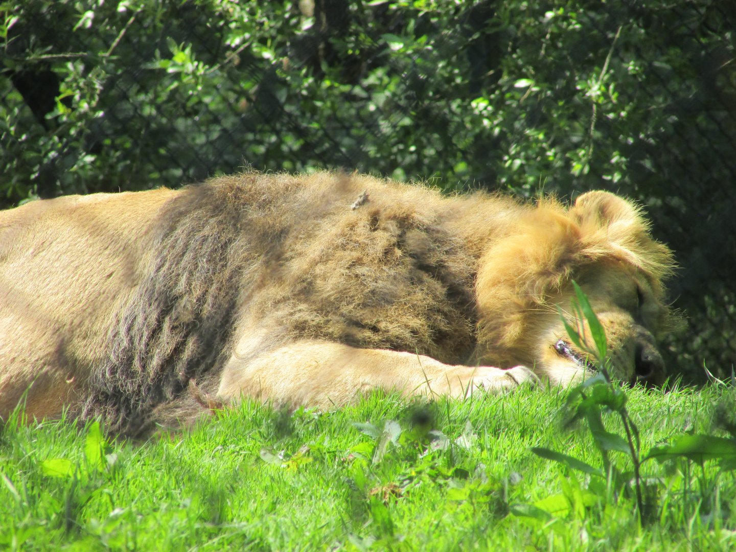 Fota Wildlife Park - Sleeping Asiatic lion
