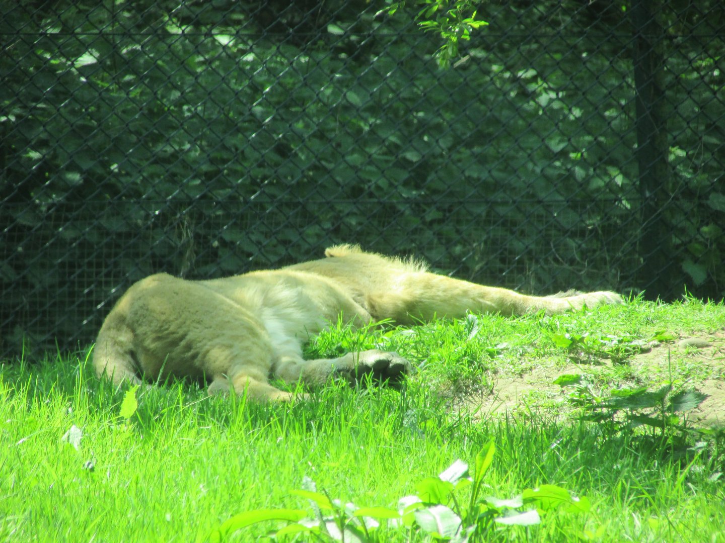 Fota Wildlife Park - Sleeping Asiatic lion