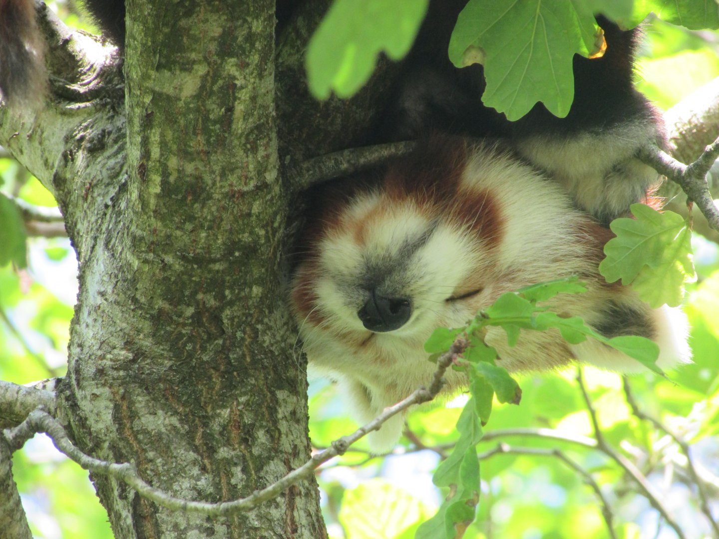 Fota Wildlife Park - Sleeping red panda