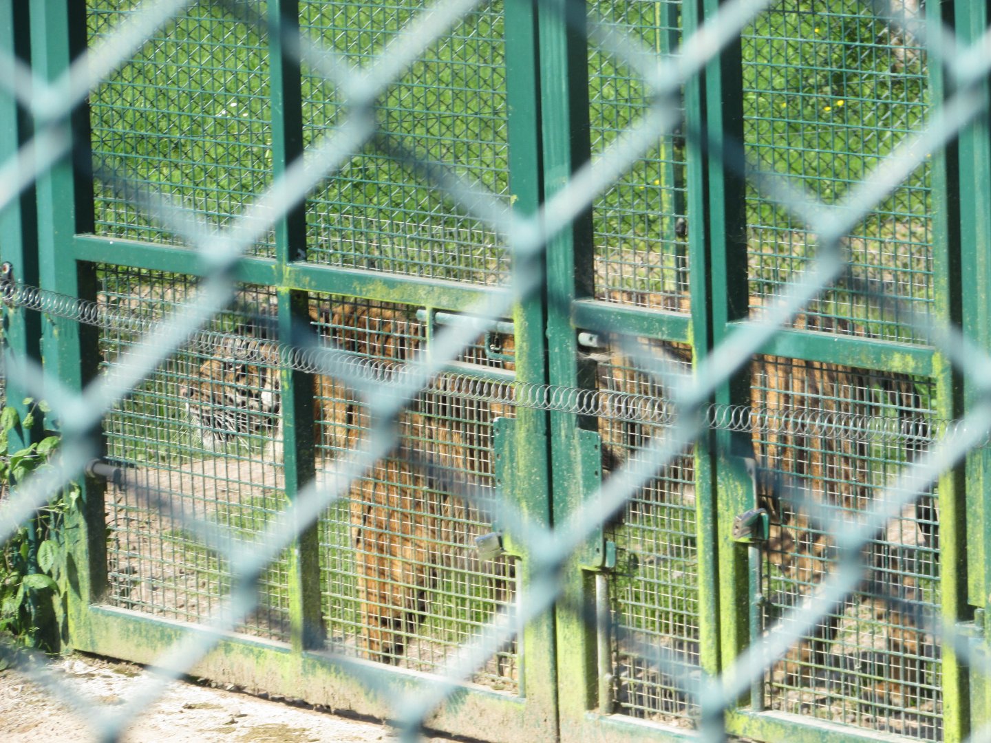 Fota Wildlife Park - Sumatran tiger