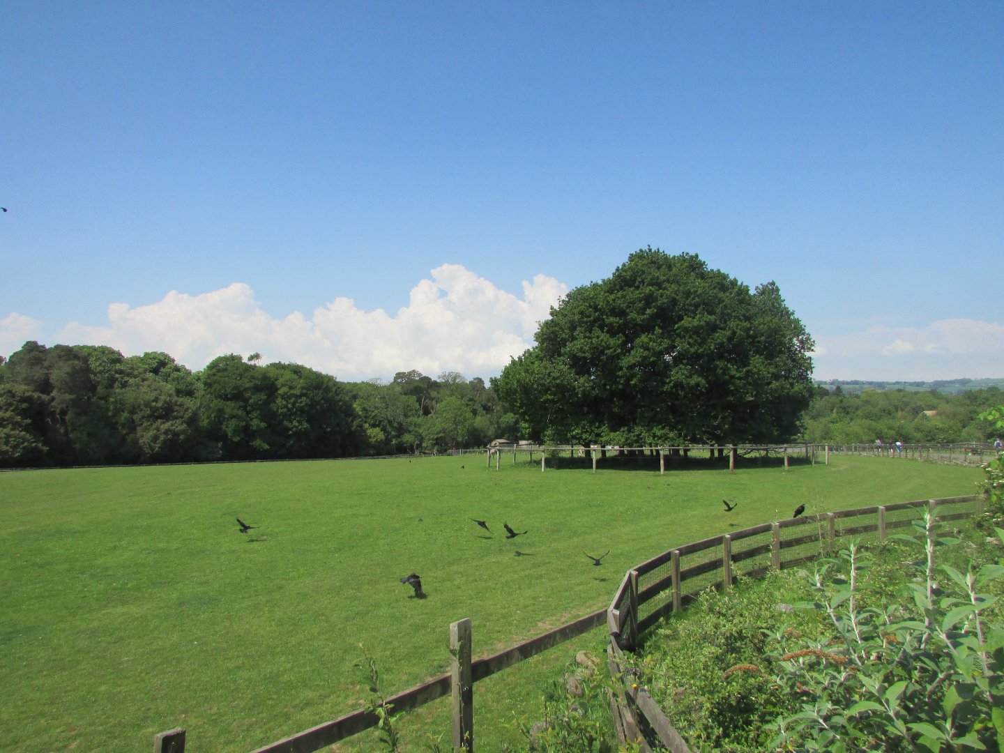 Fota Wildlife Park - View from the African savanna lookout