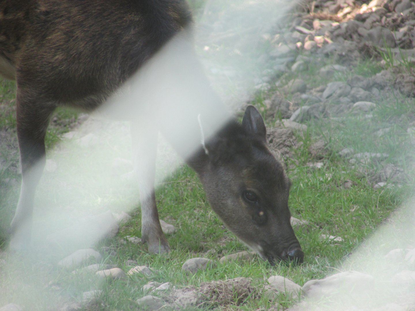 Fota Wildlife Park - Visayan spotted doe