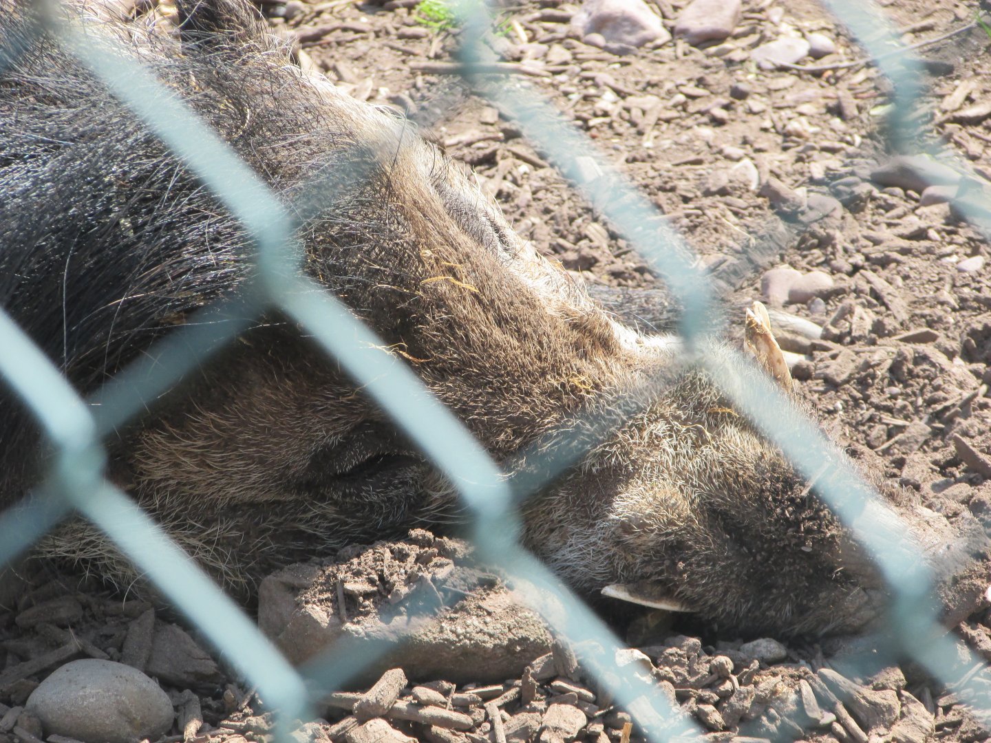 Fota Wildlife Park - Visayan warty pig