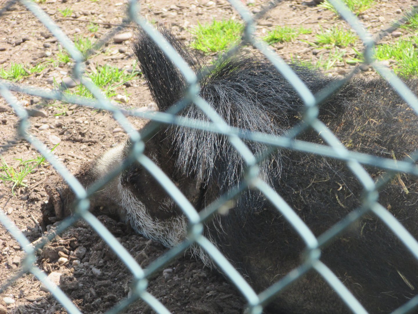 Fota Wildlife Park - Visayan warty pig