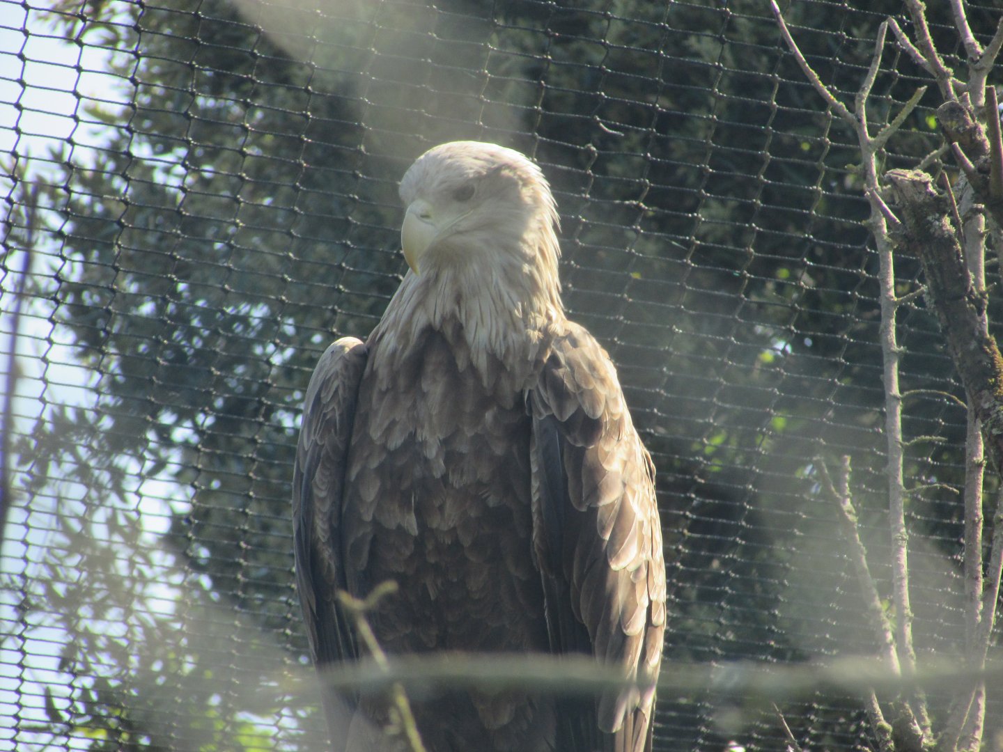 Fota Wildlife Park - White-tailed sea eagle