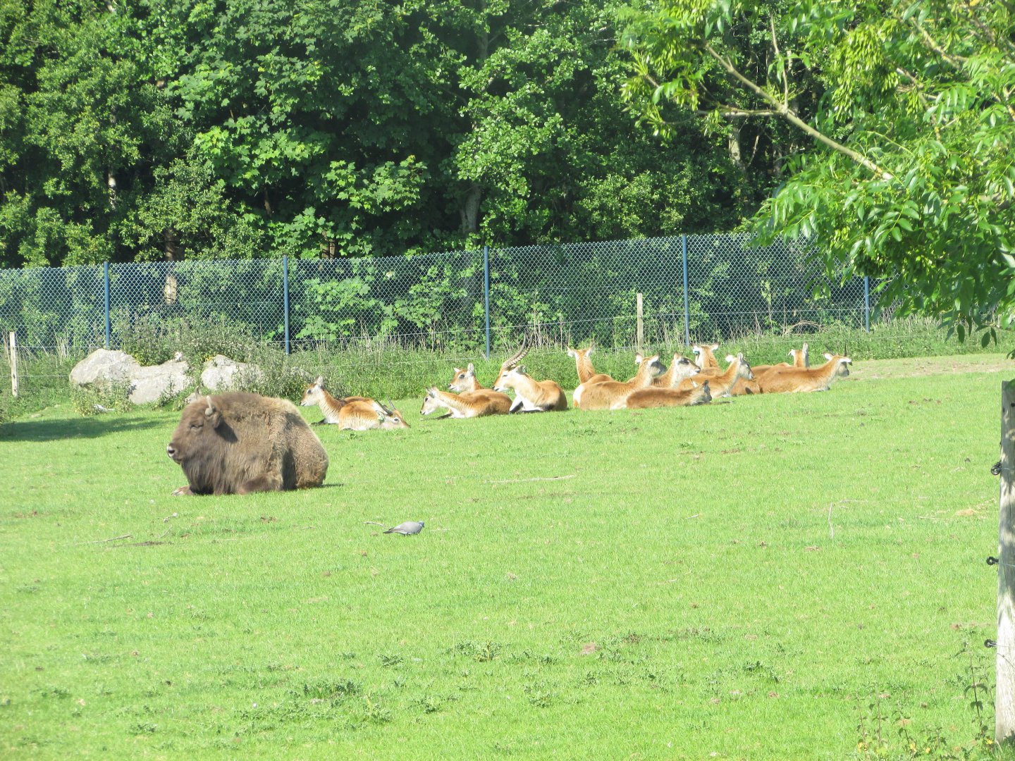 Fota Wildlife Park - Wisent and lechwe