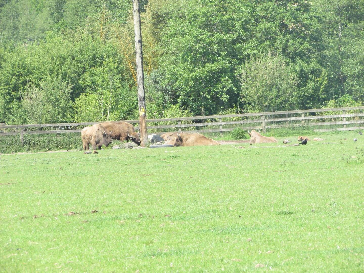 Fota Wildlife Park - Wisent (calves to the right)