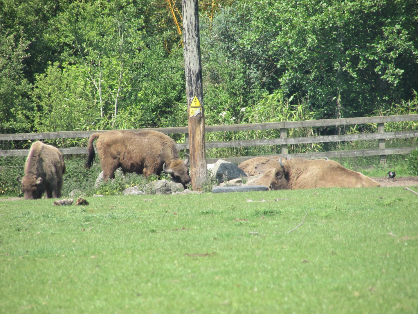 Fota Wildlife Park - Wisent