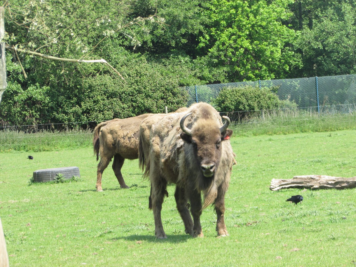 Fota Wildlife Park - Wisent