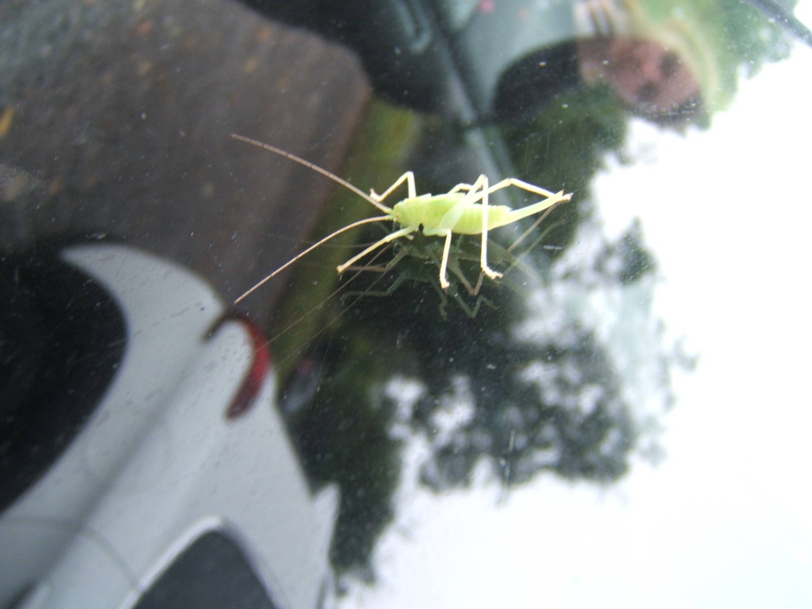 Found on my car window in Bristol Zoo car park