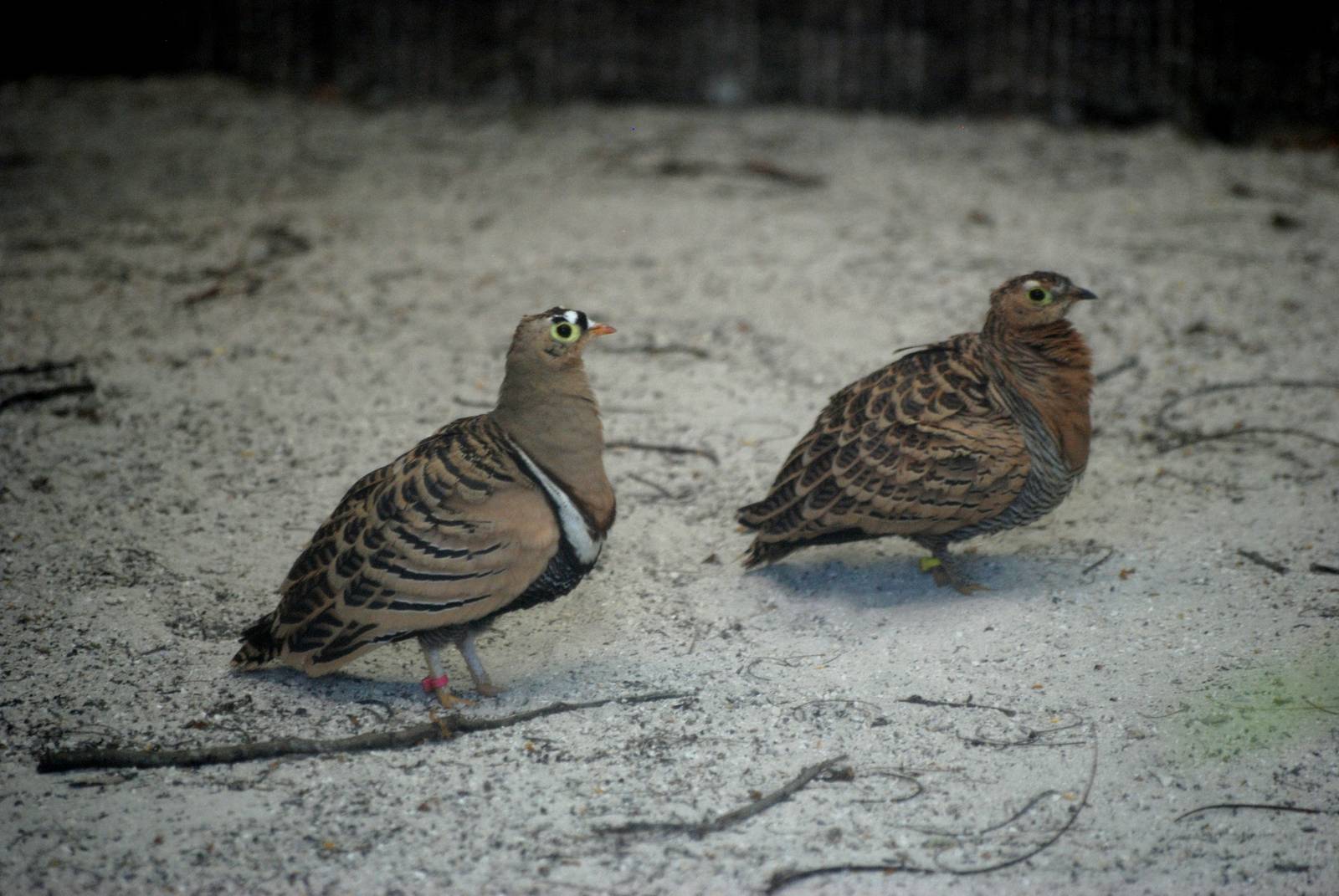 Four-banded Sandgrouse at Miami, 12/10/13