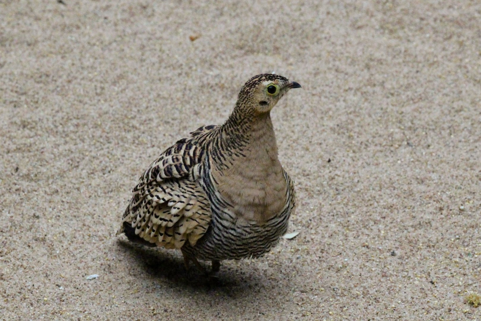 Four-banded Sandgrouse (female)