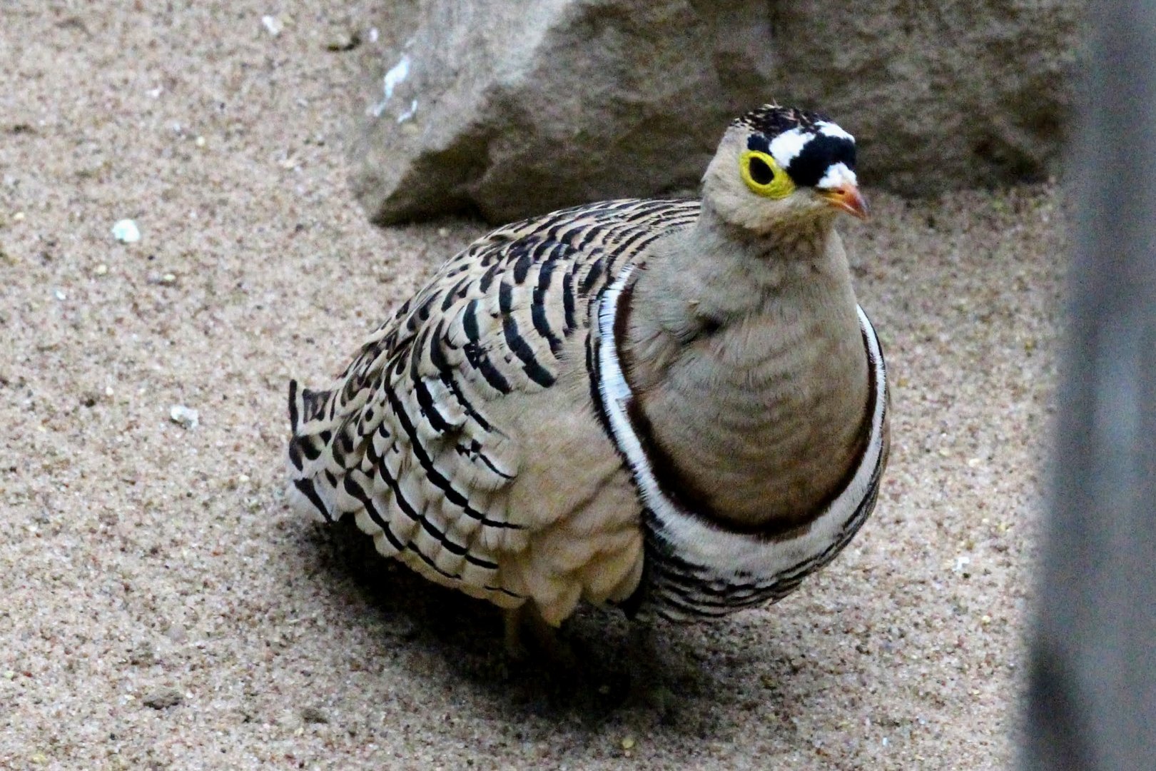 Four-banded Sandgrouse (male)