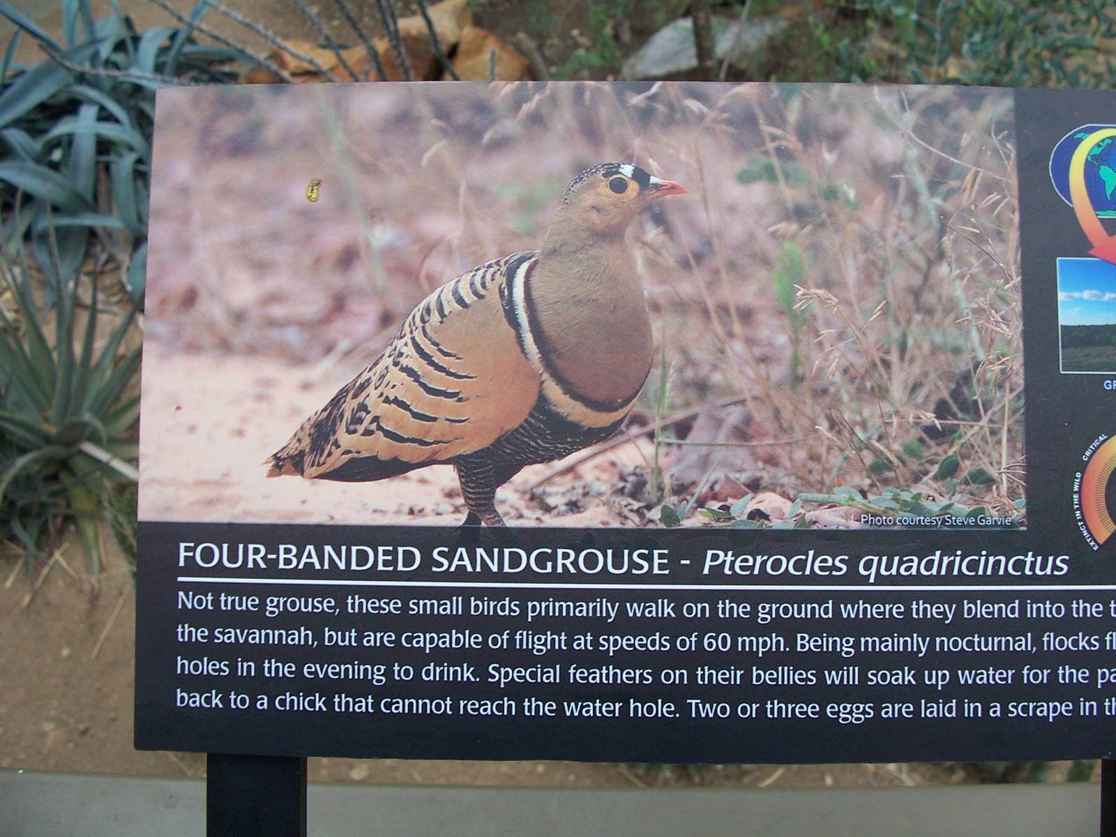 Four-banded Sandgrouse (Pterocles quadricinctus) sign
