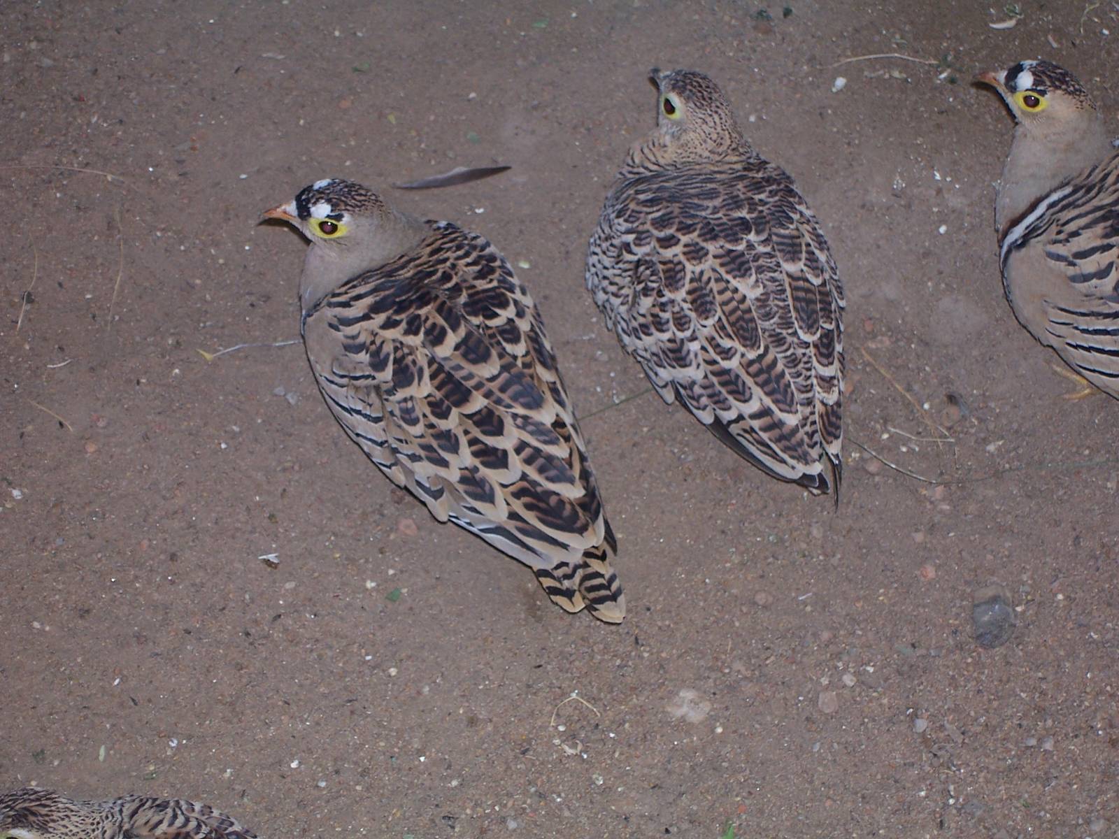 Four-banded Sandgrouse  (Pterocles quadricinctus)