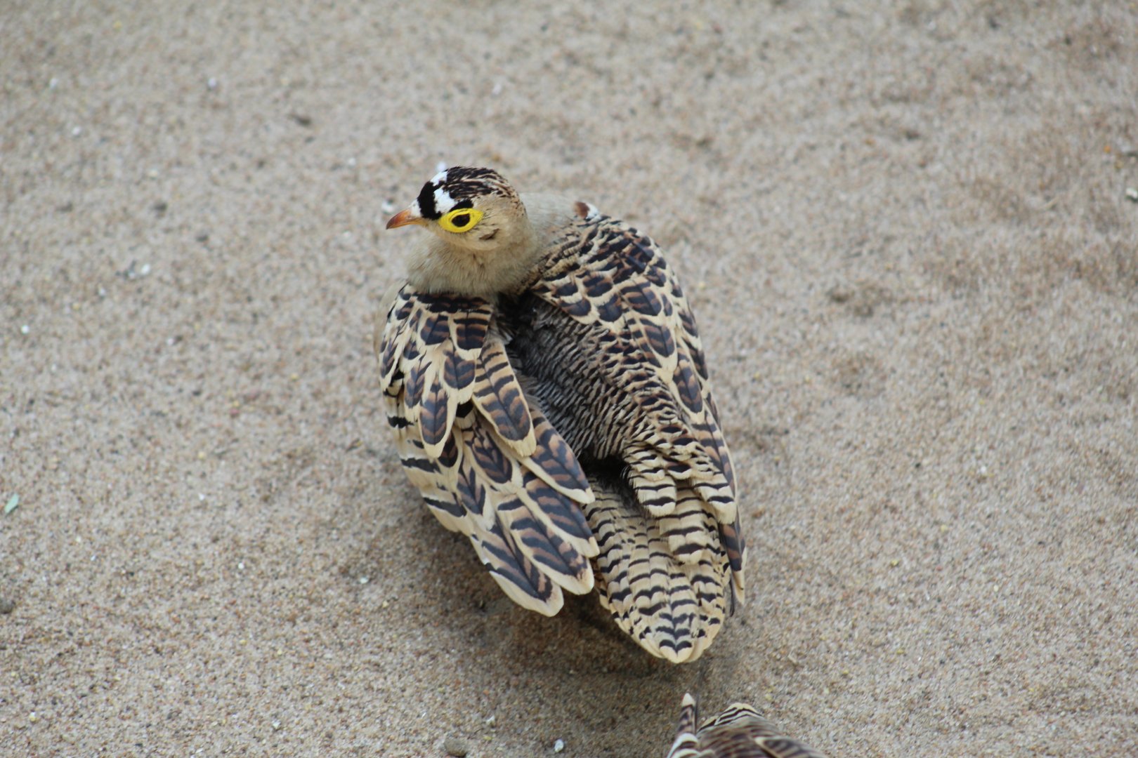 Four-Banded Sandgrouse