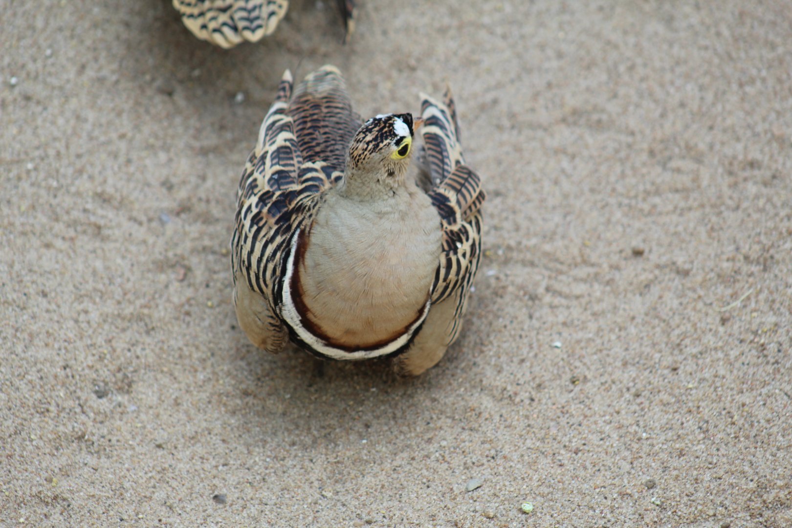 Four-Banded Sandgrouse
