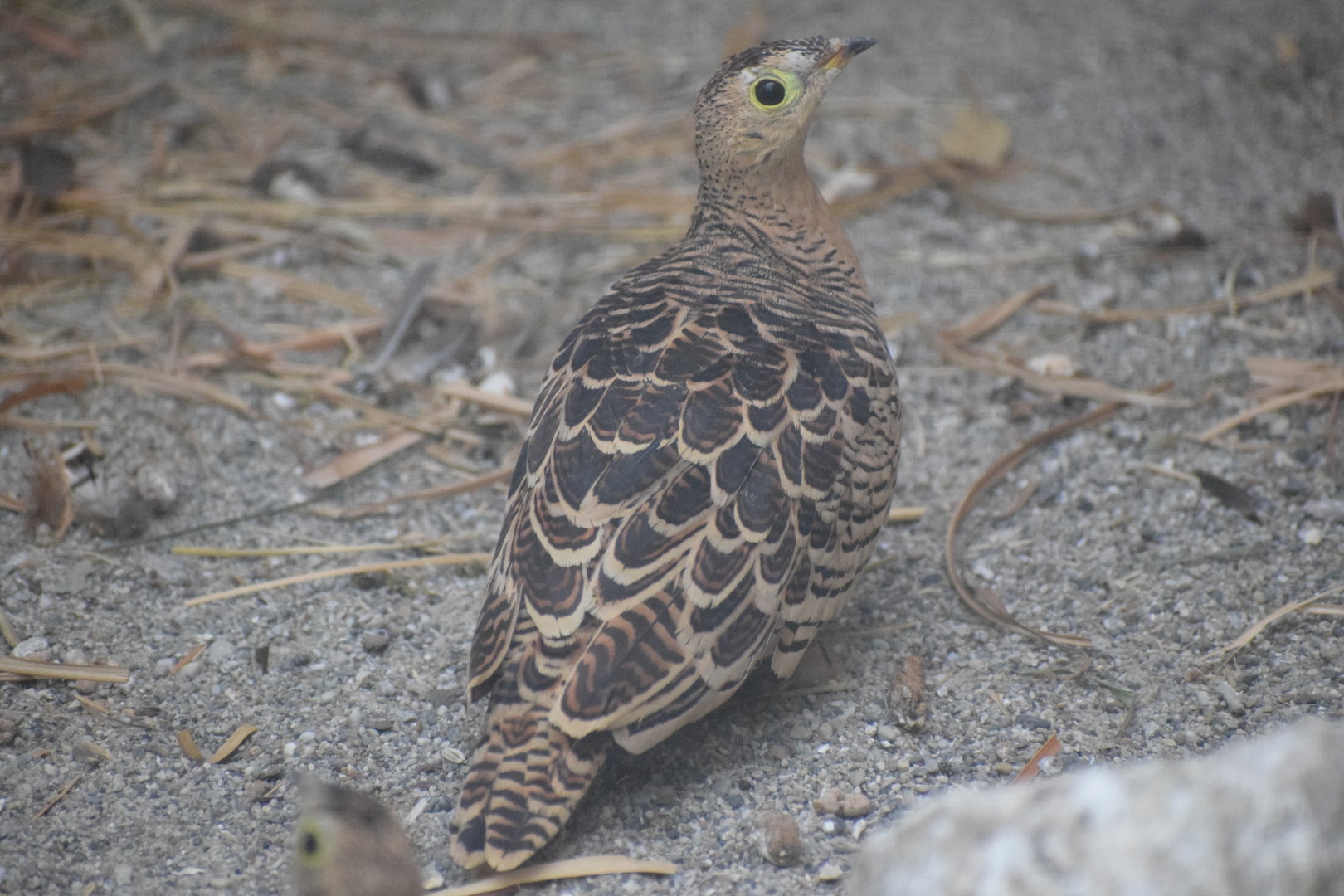 Four-banded sandgrouse