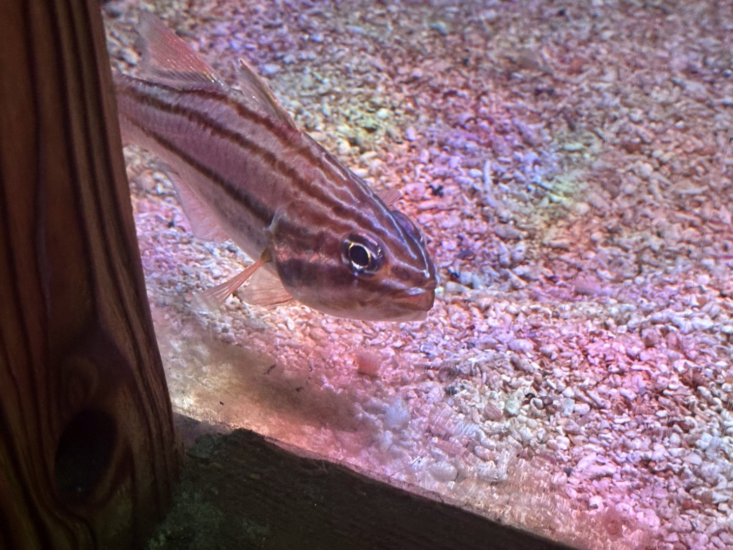 Four-banded soldierfish (Ostorhinchus limenus)