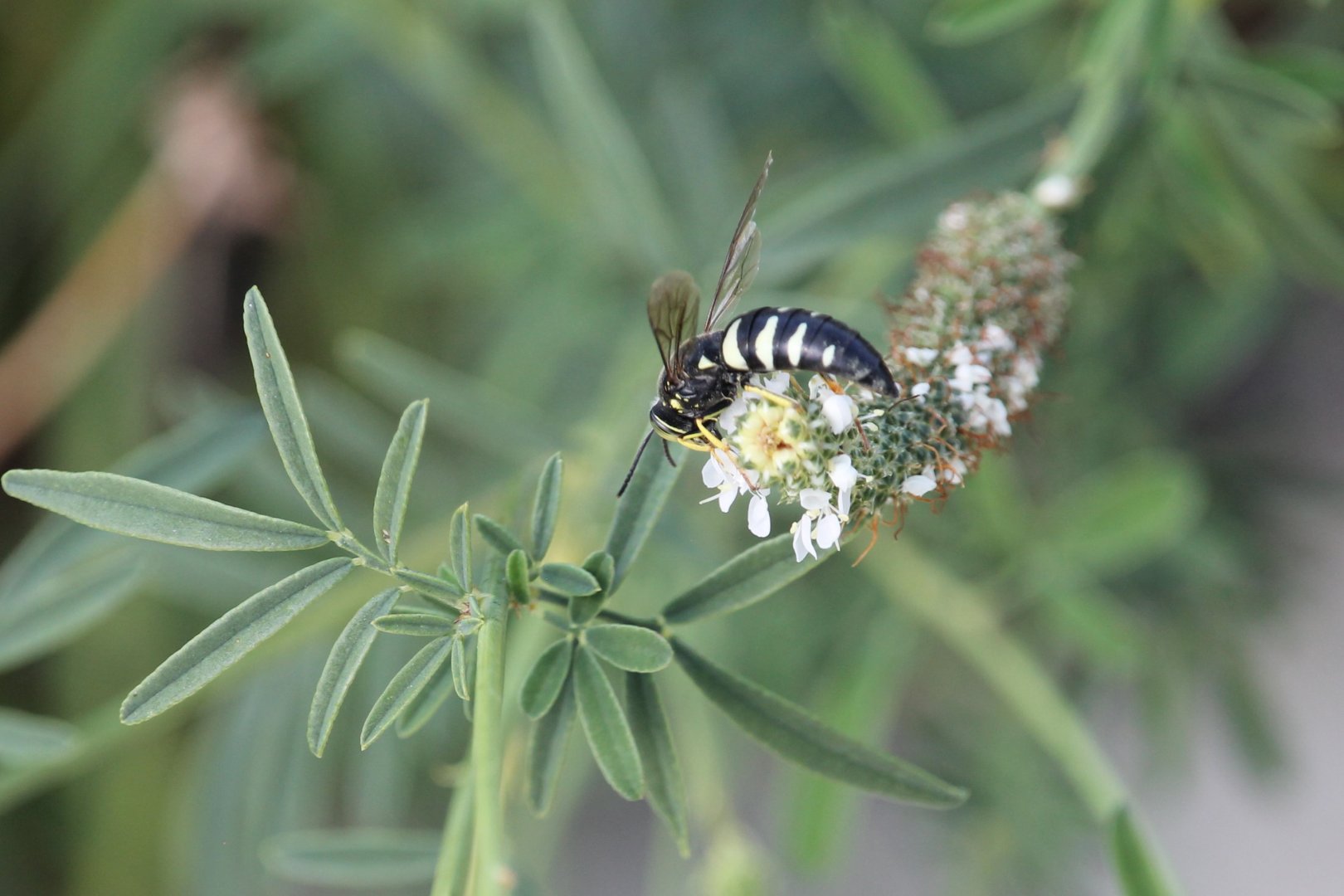Four-banded stink bug wasp (Bicyrtes quadrifasciatus)